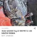 국내산 갑오징어 외 다양 1kg