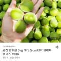 순천 청매실 대과 외 다양 5kg