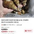 포항 활 살고동 고추골뱅이 소 1kg 외 다양