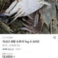 국내산 생물 숫꽃게 1kg 외 다양