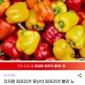 지지팜 못난이 파프리카 빨강 노랑 외 다양 2kg