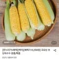 국내산 초당옥수수 중품 5개 (8,250원/무료)