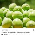 2026년 첫출하 매실 순천 청매실 대 10kg (27,900원/무배)