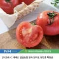 임실농협 유럽종 국내산 완숙 토마토 특등급 5kg (12,500원/무료)