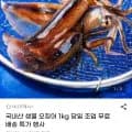 국내산 생물 오징어 외 다양 1kg 당일 조업