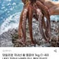 국내산 활 돌문어 1kg (1~4미) 외 다양, 총 24,800원/개
