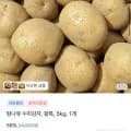 햇감자 왕특 외 다양 5kg