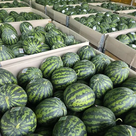 국내산 산지직송 고당도 수박 5-6kg (11,950원/무료)
