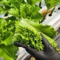 산지직송 청상추 외 다양 1kg