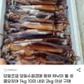 동해 채낚이 활 생물오징어 외 다양 1kg 4-8미