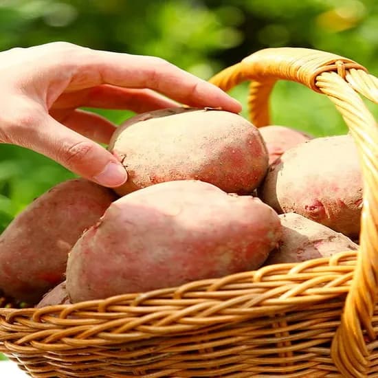 곡성 홍감자 소 중 대 혼합 외 다양 3kg