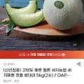 세지메론 정품 왕대과 5kg 외 다양 2수