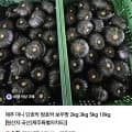 제주 밤호박 로얄 2kg