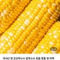 국내산 햇 초당옥수수 6cm 내외 특품 10개 (14,600원/무료)1