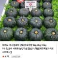 제주 보우짱 미니밤호박 특상 로얄과 2kg