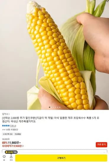 제주 초당옥수수 15cm 이상 틈품 5개