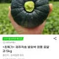 제주직송 밤호박 로얄과 5kg