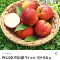 신비복숭아 중소과 2kg 25~35과