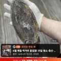 서해 갑오징어 생물 중대짜 1kg 2-4마리