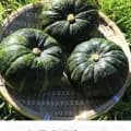 제주 미니 보우짱 밤호박 5kg