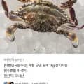 꽃게 1kg 4-6미