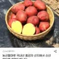 국내산 홍감자 2kg (6,880원/무료)