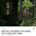 함양시장 지리산 함양천년지기 산양삼 3년근 0뿌리 1개