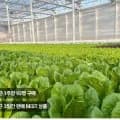 유러피안 샐러드상추 1kg (5,900원/무료)