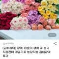 김해 장미 생화 농장 특가 10송이 (8,840원~/무배)