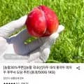 대석 자두 대과 1kg 1개