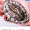 완도 활 전복 1kg 9-10미 1kg
