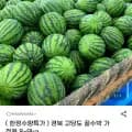 경북 고당도 꿀수박 가정용 8~9kg 5개