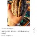 완도 활전복 왕특대 1kg 8-9미 2개