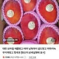 애플망고 4kg 특대과 (대만 애플망고+브라질 애플망고) 2개