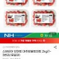 스테비아 단마토 대추방울토마토 2kg 1~3번 로얄과