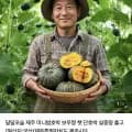 보우짱 못난이 단호박 4.5kg