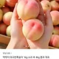 국내산 대극천복숭아 1kg