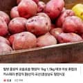 밀양 햇감자 1kg 대과 1kg