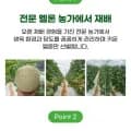 전남 머스크멜론 메론 2kg 내외 총 1-2수 내외 1-2수 내외