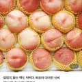 딱딱이 대극천 복숭아 로얄 kg 1