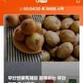 무안군 햇수확 미백 찰옥수수 12cm이상 20개입 (15,270원/무료)