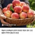 백도복숭아 딱딱이 2kg 중과 10-11과 내외 (13,900원/무료)