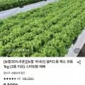 샐러드용 채소 1kg (3종이상) (4,420원/무료)