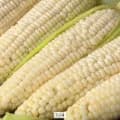 미백 찰 옥수수 20개 (14,430원 / 무료배소