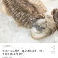 국내산 갑오징어 1kg 2-4미