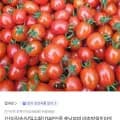 GAP인증 충남부여 대추방울토마토 kg (6,960원/무료)2