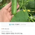 국내산 미니오이 2kg (7,830원/무료)