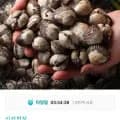 남해안 활 새꼬막 3kg(소) (8,080원/무료)