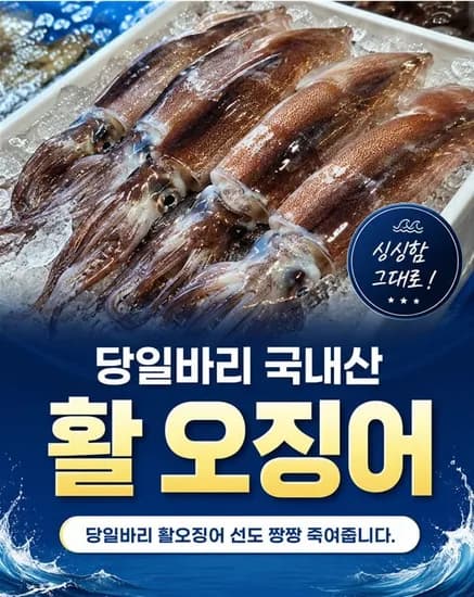 동해 당일바리 초코오징어 생물 1kg