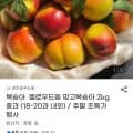 옐로우드림 망고복숭아 2kg 중과 (14,990원/무료)